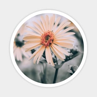 Cup Plant. Yellow Flower Photograph Magnet